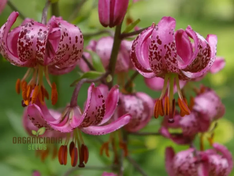 Lilium Martagon (Pink) Seeds for Majestic Beauty and Graceful Blooms