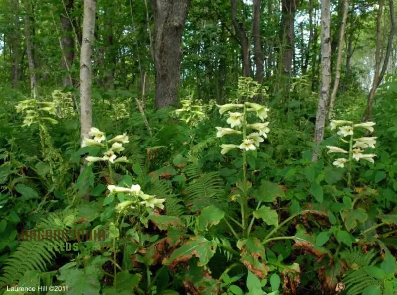 Cardiocrinum Cordatum Seeds for Your Exquisite Garden - Grow Stunning Heart-Shaped Flowers!