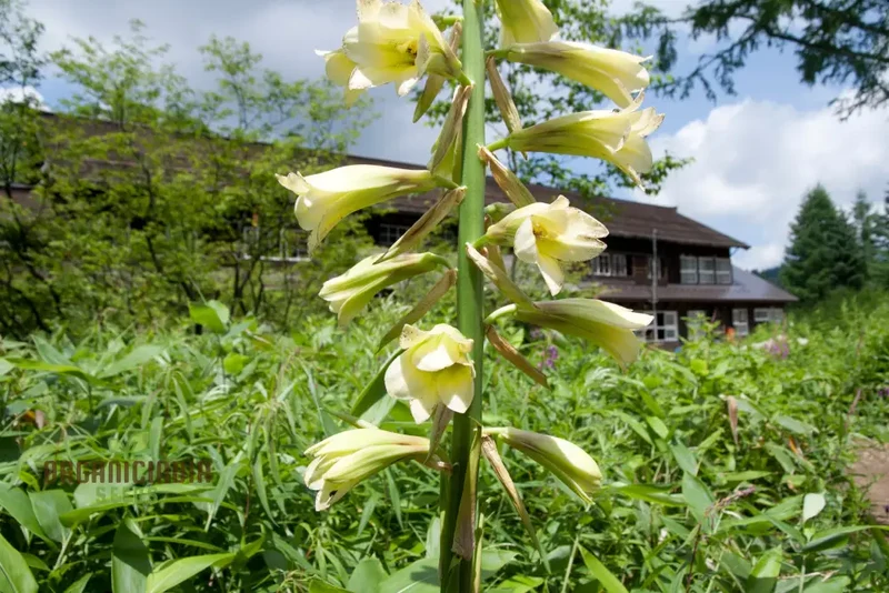 Cardiocrinum Cordatum Seeds for Your Exquisite Garden - Grow Stunning Heart-Shaped Flowers!
