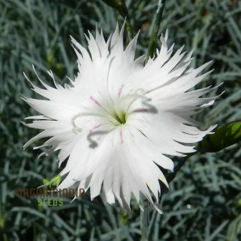 Dianthus Anatolicus Flower Seeds For Planting, Add Charm to Your Garden with These Delicate Blooms