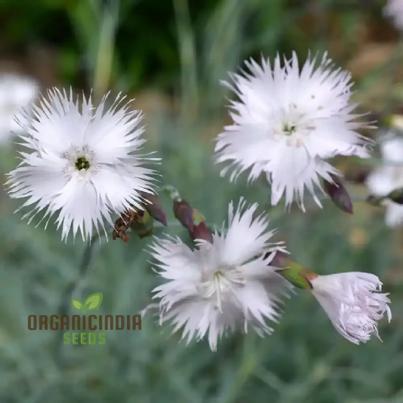 Dianthus Anatolicus Flower Seeds For Planting, Add Charm to Your Garden with These Delicate Blooms