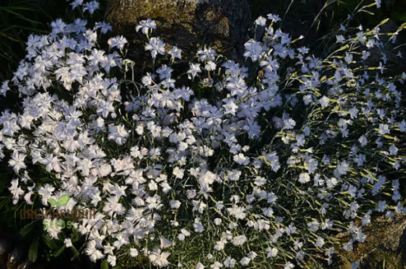 Dianthus Anatolicus Flower Seeds For Planting, Add Charm to Your Garden with These Delicate Blooms