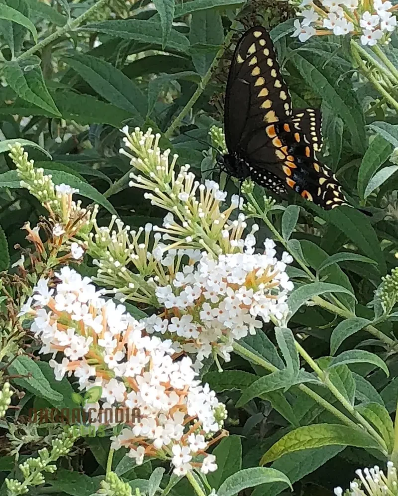 Buddleja Davidii Alba Seeds For Planting, Pure White Butterfly Bush for Stunning Garden Displays