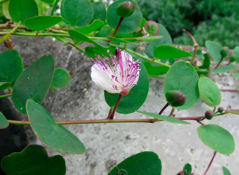Capparis Spinosa Seeds for Gardening: Cultivate and Grow Your Own Capers with These Premium Quality Seeds for Lush Gardens