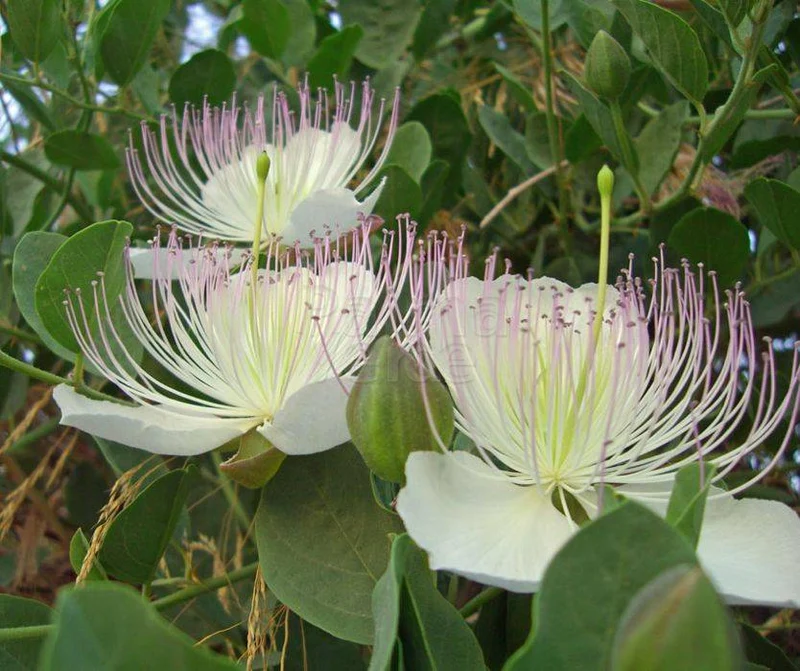 Capparis Spinosa Seeds for Gardening: Cultivate and Grow Your Own Capers with These Premium Quality Seeds for Lush Gardens