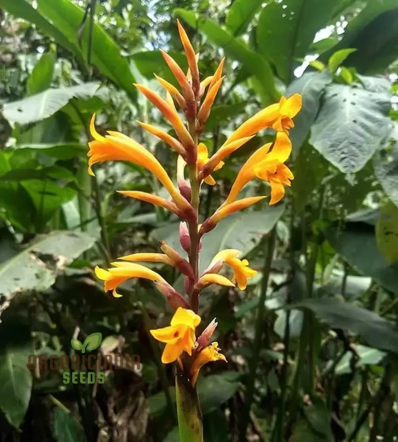 Canna Jaegeriana Seeds – Exotic Tropical Bloom Variety for Vibrant Garden Planting