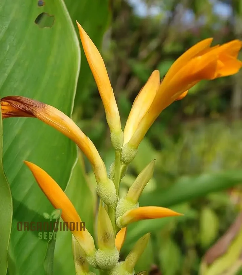 Canna Jaegeriana Seeds – Exotic Tropical Bloom Variety for Vibrant Garden Planting