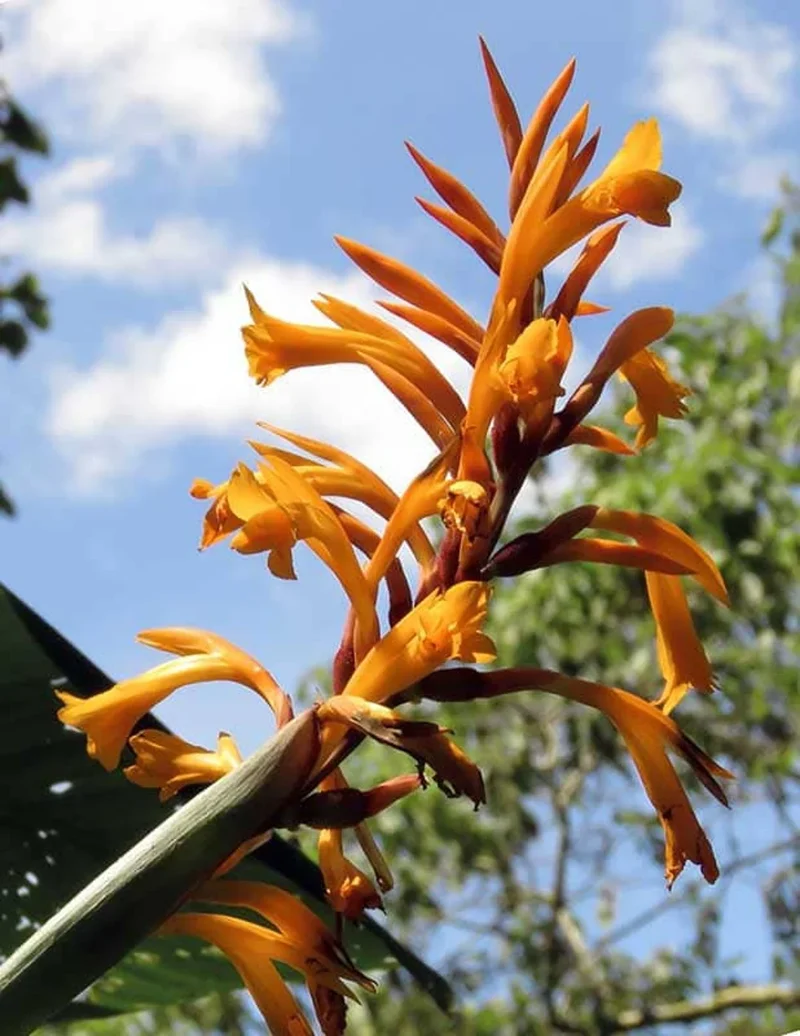 Canna Jaegeriana Seeds – Exotic Tropical Bloom Variety for Vibrant Garden Planting