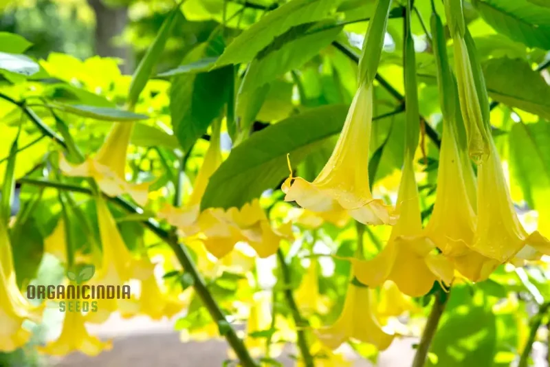 Brugmansia Sanguinea 'Aurea' Seeds For Planting, Illuminate Your Garden with Golden Beauty!