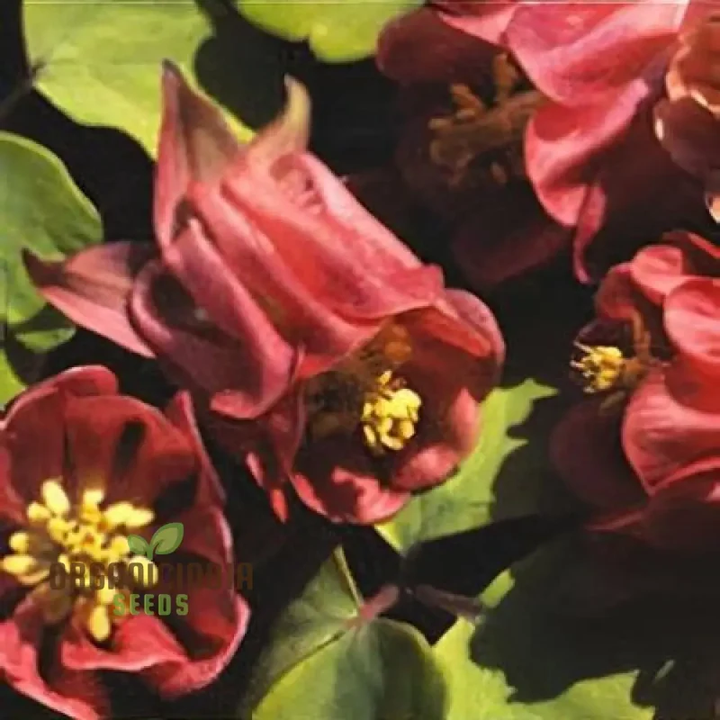 Aquilegia Vulgaris 'Oranges And Lemons' Seeds for Gardening | Rare Perennial Flower Seeds
