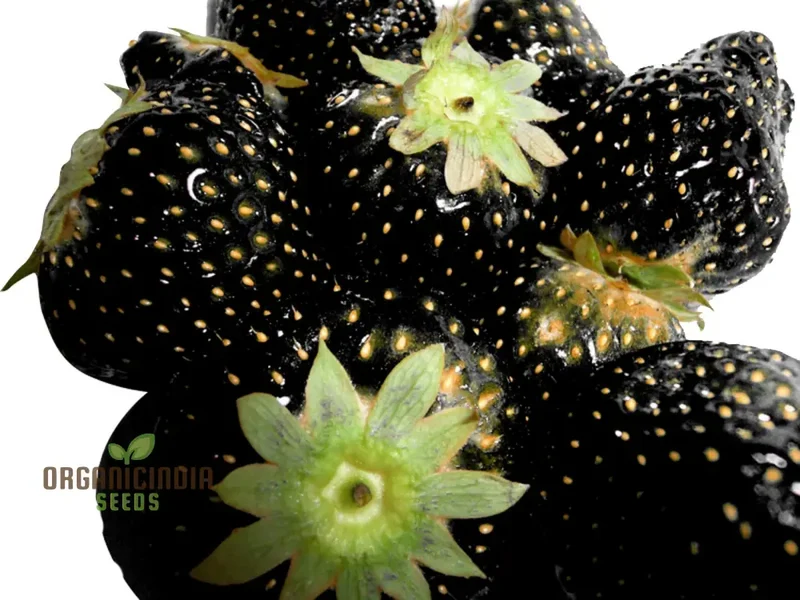 Black Strawberry Seeds For Planting Premium Gardening Delight Cultivate Unique, Juicy Harvests with Our Exclusive Seeds