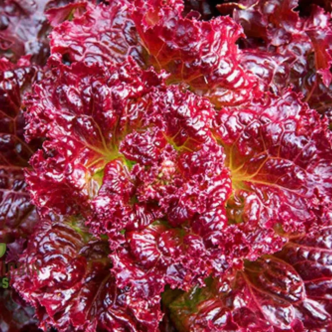 Red Velvet Lettuce Seeds - Grow Your Own Vibrant Garden Delight!