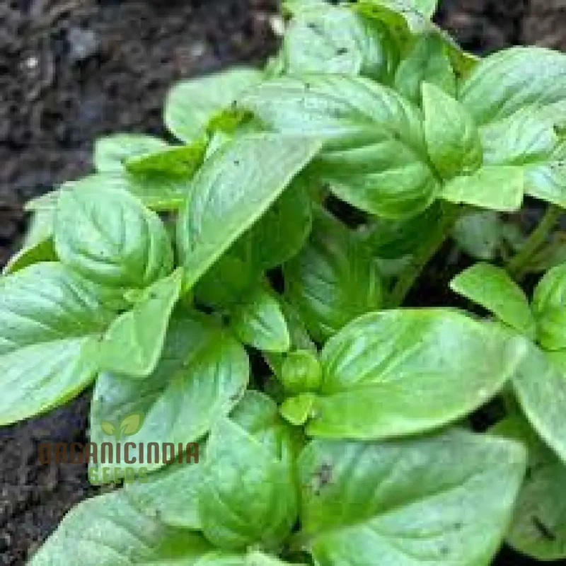 Genovese Basil - Premium Heirloom Seeds for Lush Herb Gardens | Grow Your Own Aromatic Basil Plants for Culinary Delights and Home Gardening Enthusiasts