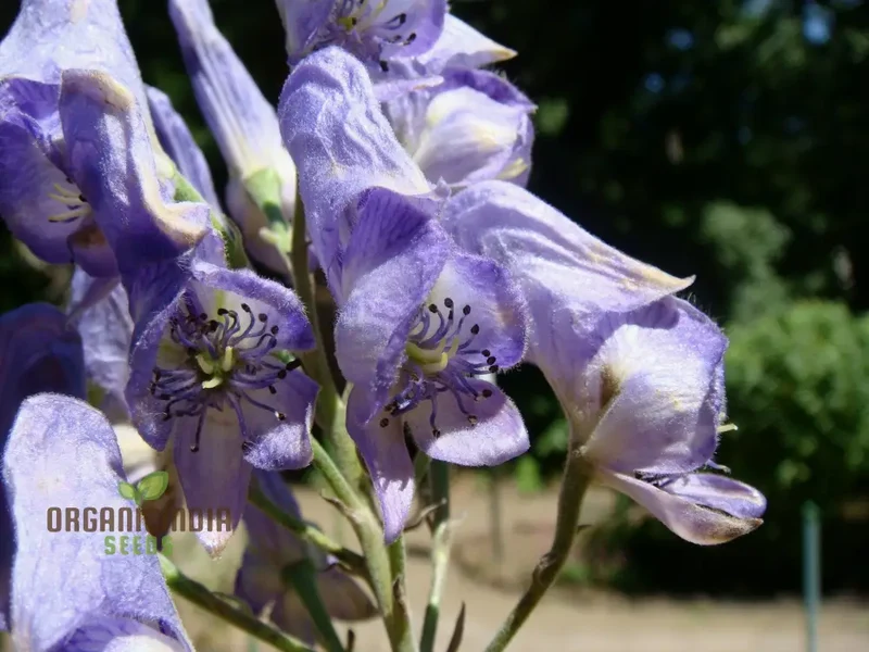 Aconitum Sachalinense Flower Seeds for Planting,Add Elegance to Your Garden For Planting