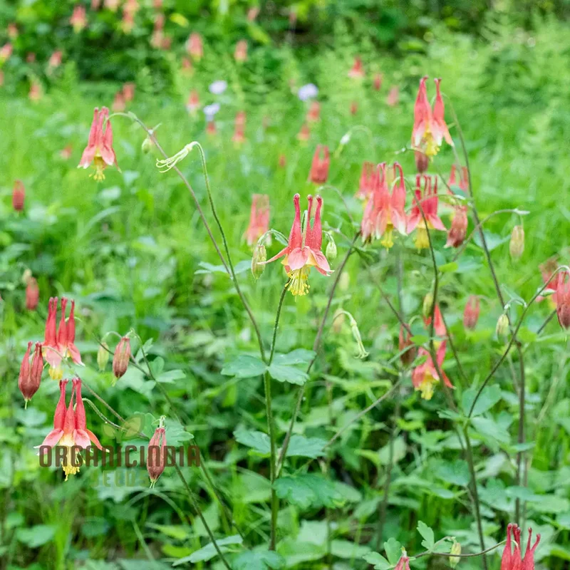 Aquilegia Canadensis Seeds – Hardy Columbine Perennial Variety for Garden Planting