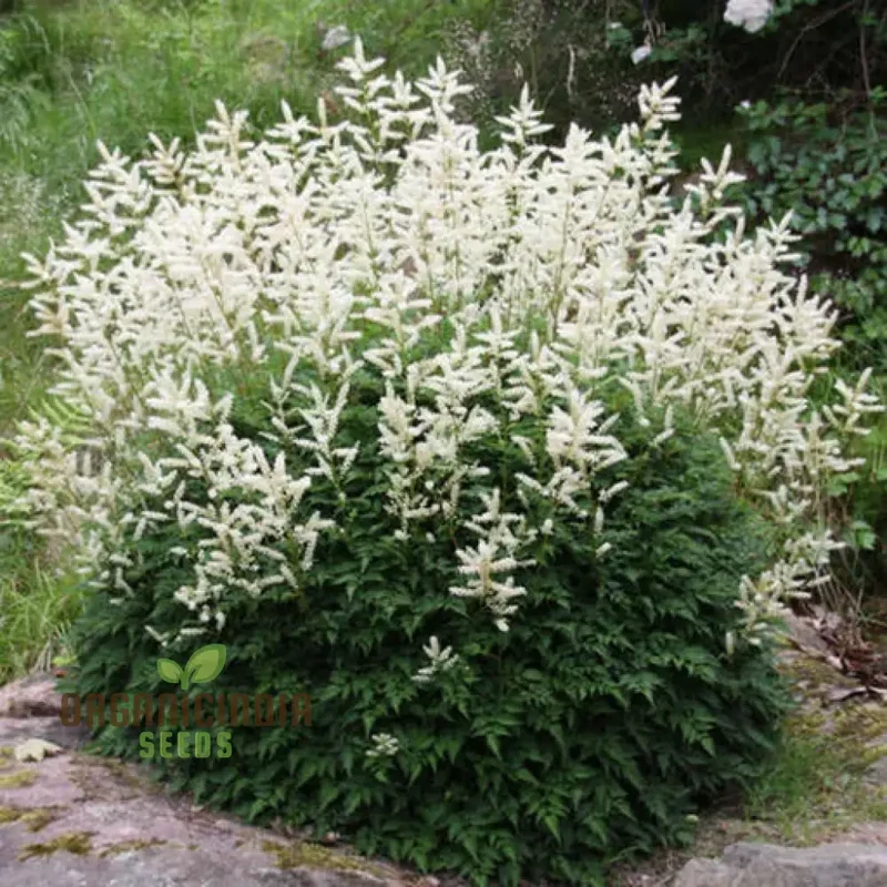 Aruncus Aethusifolius Seeds For Planting - Petite Dwarf Goat's Beard for Lush Borders and Charming Landscapes"