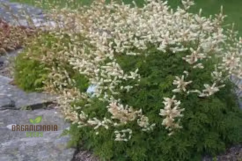 Aruncus Aethusifolius Seeds For Planting - Petite Dwarf Goat's Beard for Lush Borders and Charming Landscapes"