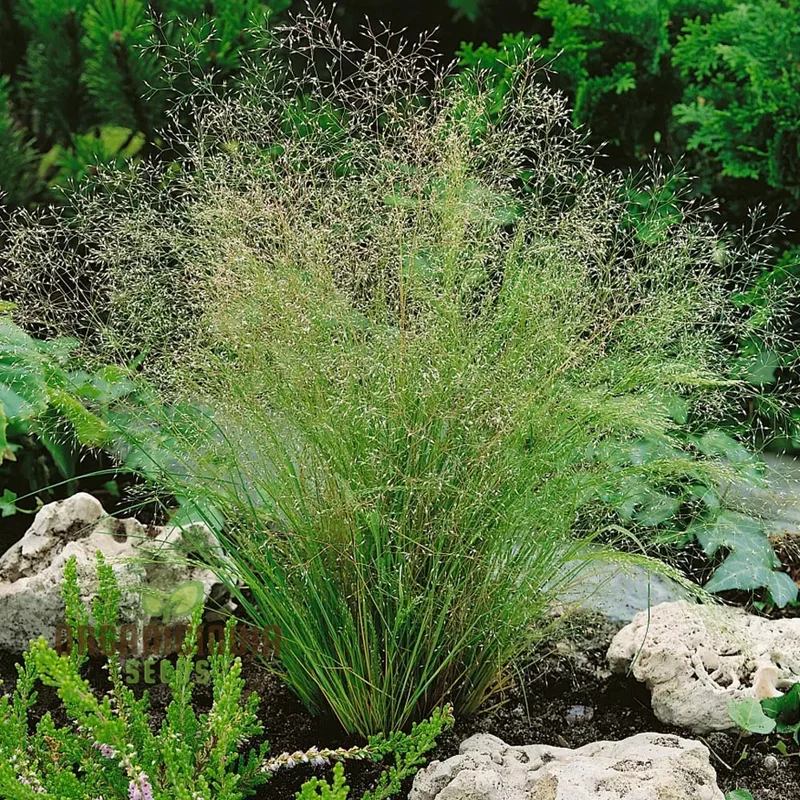 Agrostis Nebulosa Fibre Optics Seeds – Unique Ornamental Grass, Soft Airy Texture