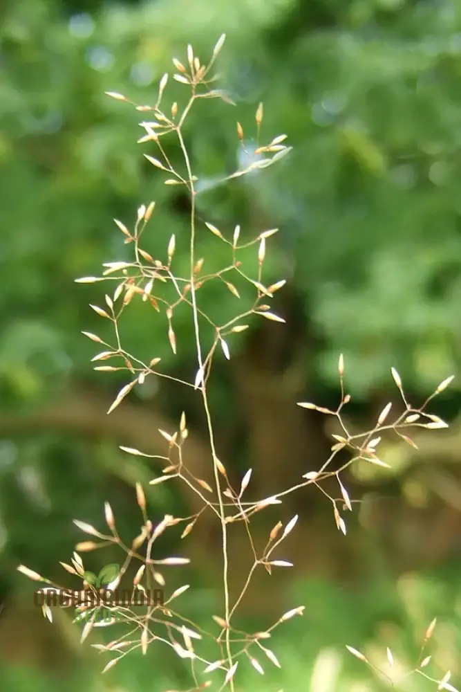 Agrostis Nebulosa Fibre Optics Seeds – Unique Ornamental Grass, Soft Airy Texture