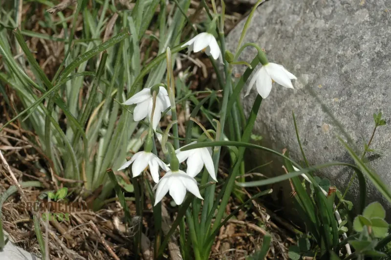 Acis Seeds (Acis nicaeensis Flower Seeds) - Elegant White Blooms for Garden Landscapes