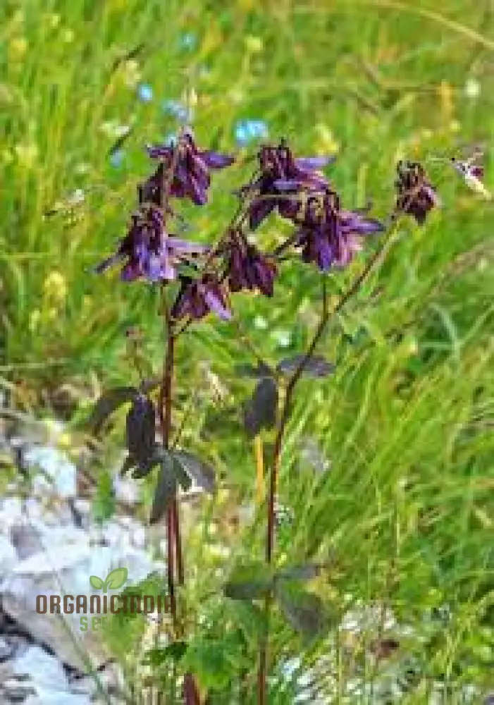 Aquilegia Atrata Seeds – Rare Perennial Columbine Variety for Beautiful Garden Blooms