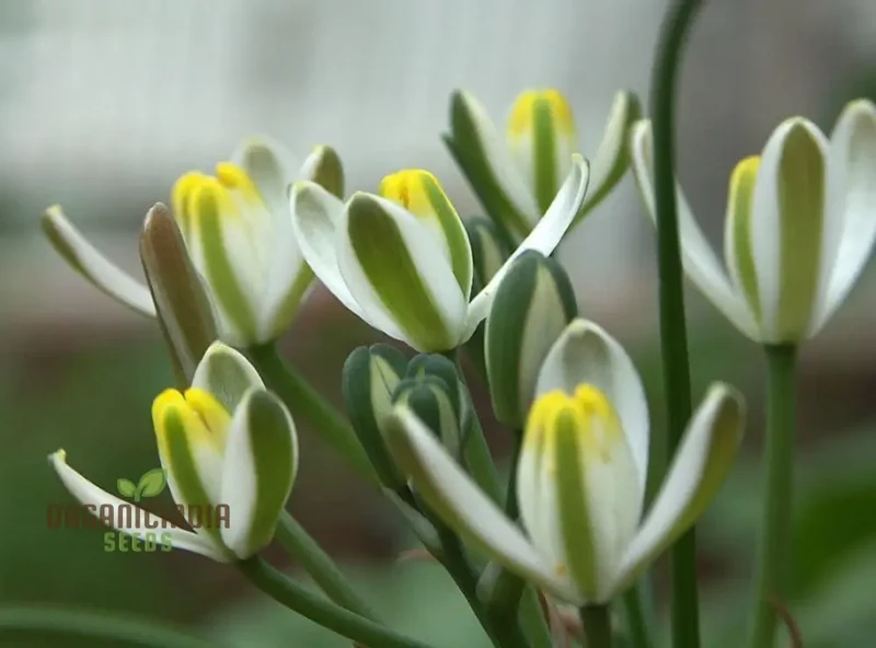 Albucca Humilis Flower Seeds, Cultivating Nature's Subtle Beauty
