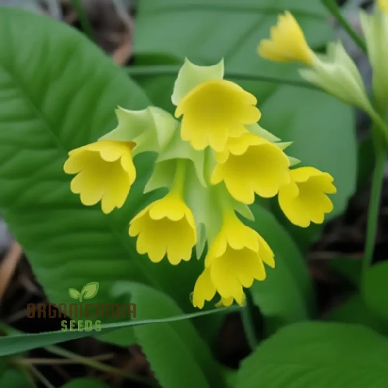 Primula Veris 'Hose-in-Hose' Flower Seeds For Planting, Unique Double Blooms for Your Garden