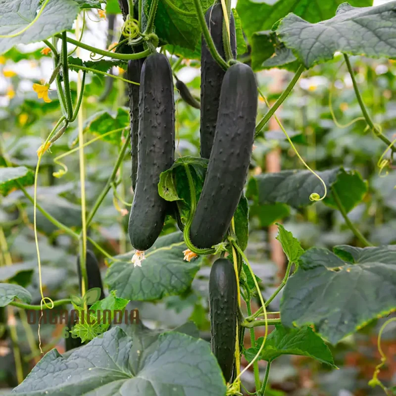 Cucumber Marketmore Seeds for Gardening Enthusiasts | Premium Quality Seeds
