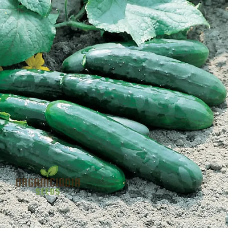 Cucumber Marketmore Seeds for Gardening Enthusiasts | Premium Quality Seeds