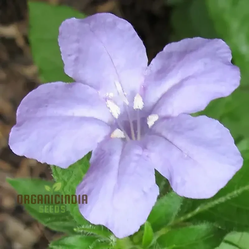 Ruellia Ciliata Seeds - Premium Quality for Gardening Enthusiasts | Organic Flower Seeds