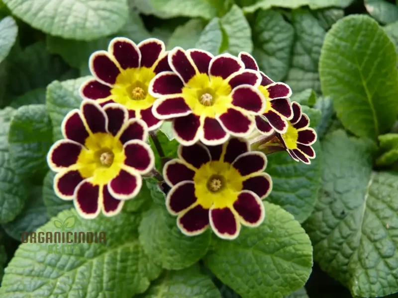 Primula Veris 'Gold Laced Reds' Flower Seeds For Planting, Striking Red and Gold Blooms for Your Garden