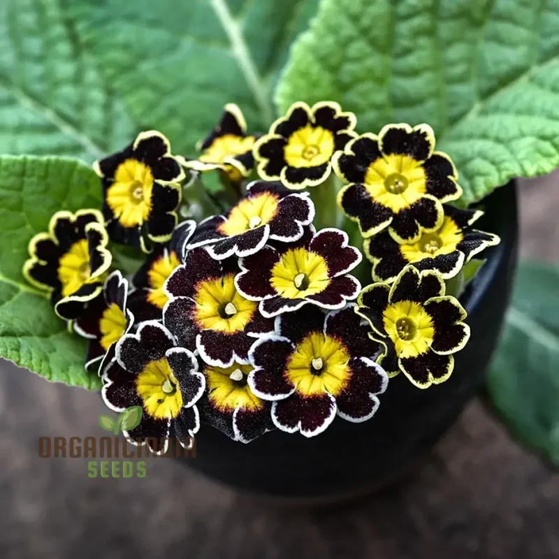 Primula Veris 'Gold Laced Reds' Flower Seeds For Planting, Striking Red and Gold Blooms for Your Garden