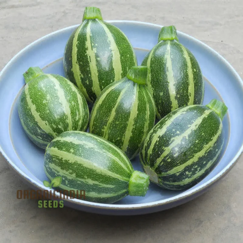 Courgette Piccolo Seeds for Gardening Enthusiasts