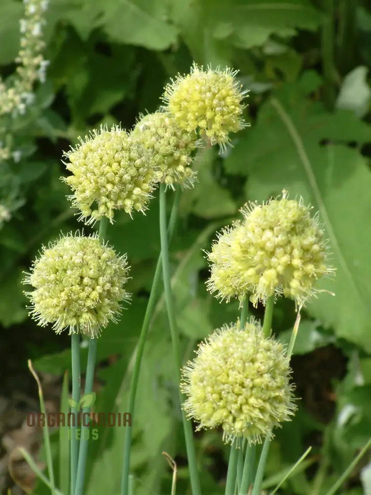 Allium Obliquum Seeds – Premium Ornamental Onion Variety for Stunning Garden Displays