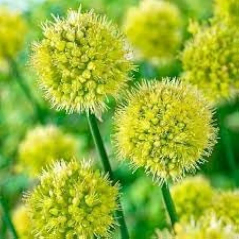 Allium Obliquum Seeds – Premium Ornamental Onion Variety for Stunning Garden Displays
