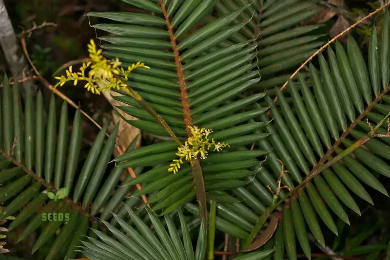 Calamus viminalis Planting Seeds, Cultivating Hardy Plants with Expert Planting and Gardening
