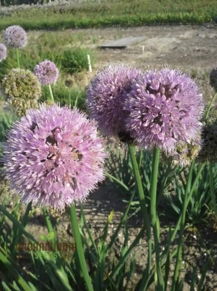 Allium Nutans Seeds – Premium Ornamental Variety for Elegant Garden Planting