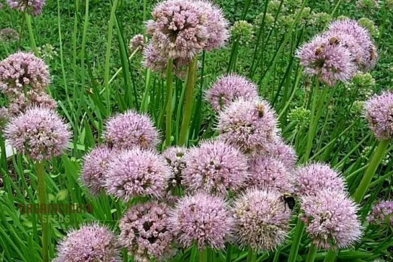 Allium Nutans Seeds – Premium Ornamental Variety for Elegant Garden Planting