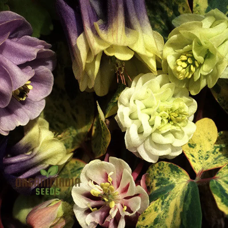 Aquilegia Vulgaris 'Alchemist's Gold' Seeds - Exquisite Gardening Perennials for Beautiful Blooms