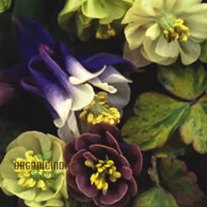 Aquilegia Vulgaris 'Alchemist's Gold' Seeds - Exquisite Gardening Perennials for Beautiful Blooms