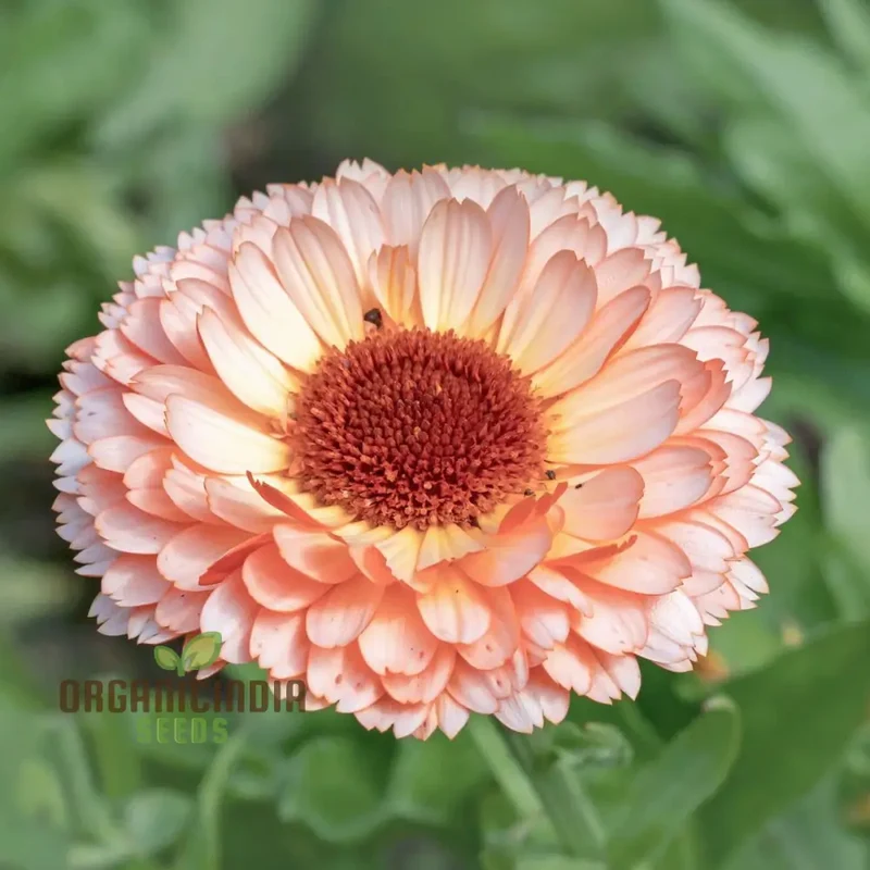 Pink Surprise Calendula Seeds - Delightful Blooms for Your Garden's Visual Appeal