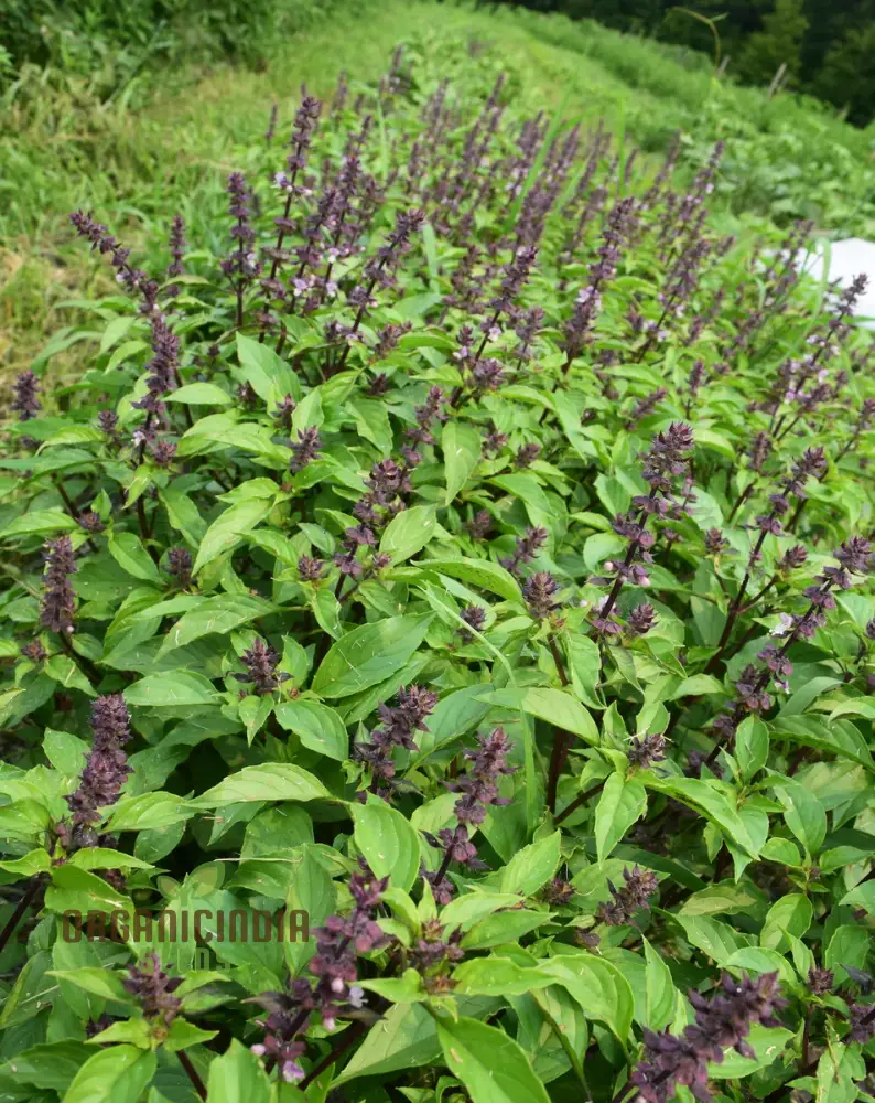 Thai Basil Seeds – Aromatic Variety for Gardening & Culinary Use