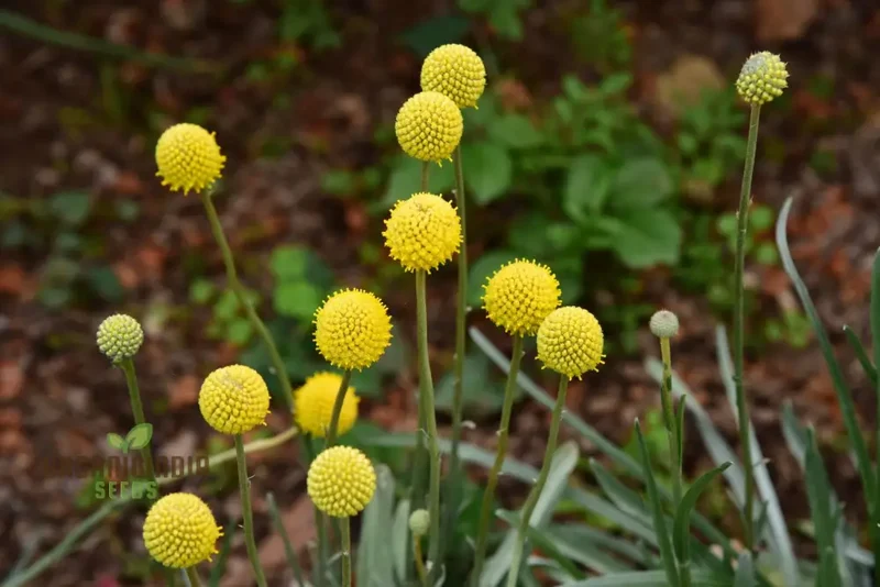 Drumstick Flower Seeds, Cultivating Unique Beauty in Your Garden with Expert Planting and Gardening