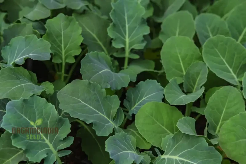 German Kale Seeds For Planting: Grow Smooth, Hearty Greens for Your Garden with Our Premium Seed Selection"