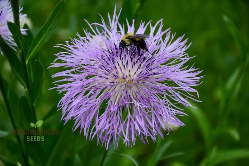 American Basket Flower Seeds - Beautiful Blooms for Easy Planting & Gardening