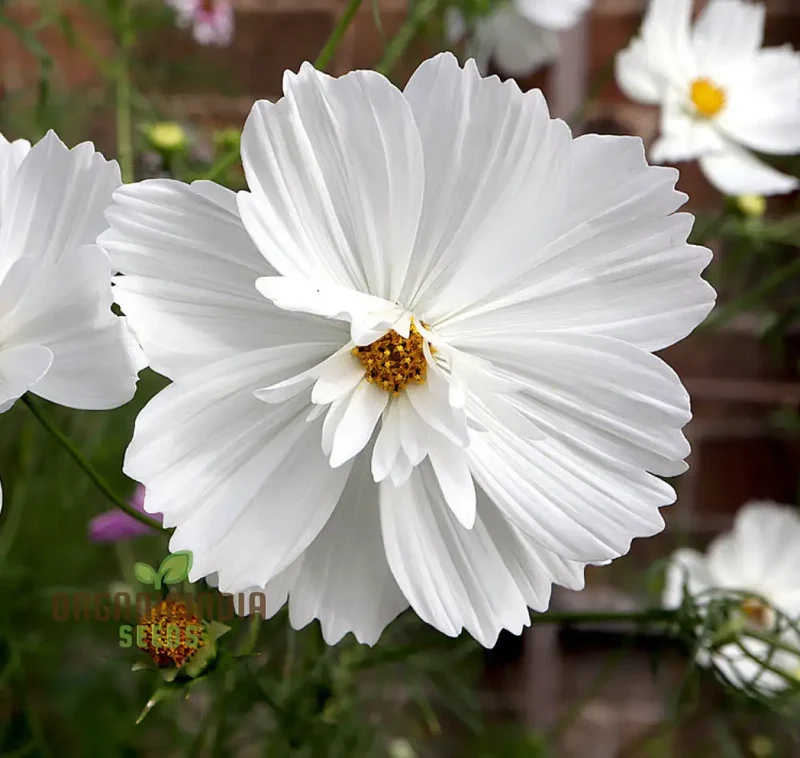 Fizzy White Cosmos Seeds – Premium Garden Bloom Variety
