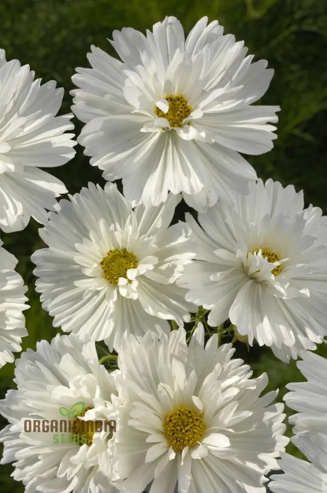 Fizzy White Cosmos Seeds – Premium Garden Bloom Variety