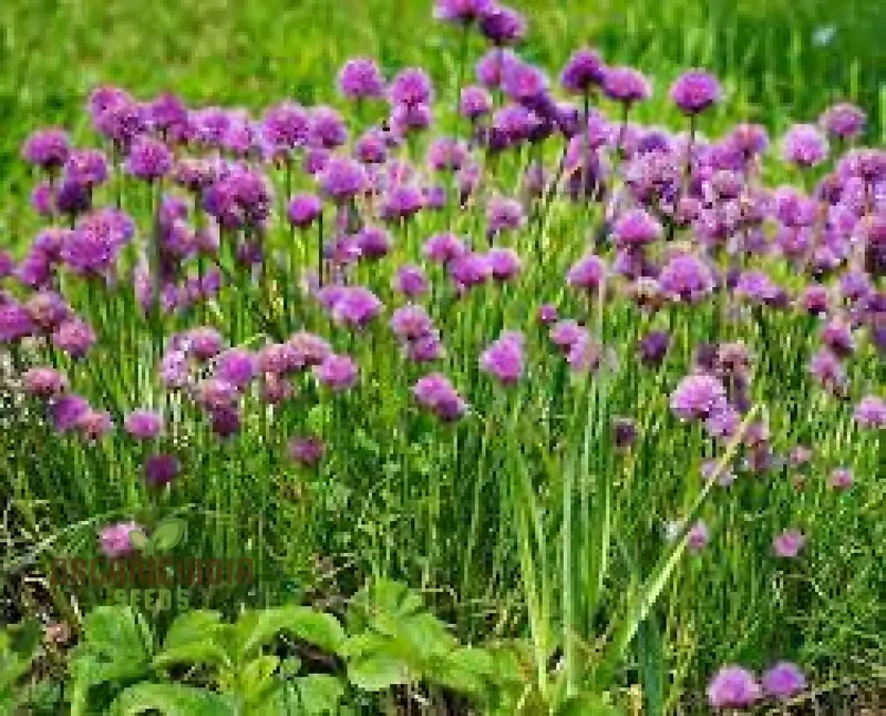 Chive Seeds – Premium Quality Herb Seeds for Fresh Home Garden Harvests