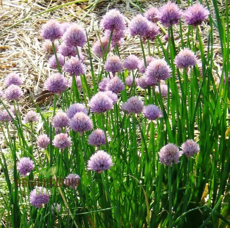 Chive Seeds – Premium Quality Herb Seeds for Fresh Home Garden Harvests