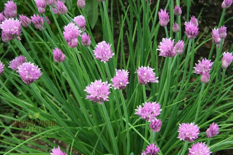 Chive Seeds – Premium Quality Herb Seeds for Fresh Home Garden Harvests